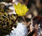 '봄의 전령사' 복수초 청주 미동산수목원에 활짝