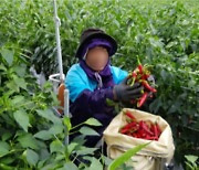 외국인 계절근로자 배정..실행은 "글쎄요"