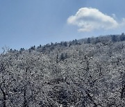 겨울 끝자락 활짝 핀 '지리산 상고대'