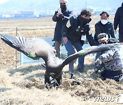 고성군, 독수리 보호 국제 도시 급부상..몽골과 국제협약