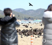 경남 고성 독수리떼 장관