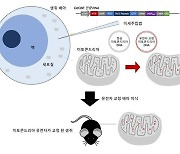 마땅한 치료법 없는 '미토콘드리아' 질환, DNA 바꿔 고친다