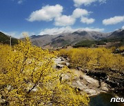 제22회 구례산수유꽃축제 취소