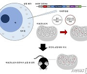 미토콘드리아 DNA 고친다..첫 동물실험 성공