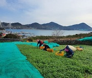 여수시 '거문도해풍쑥' 출하 시작..봄 향기 느껴보세요