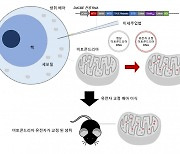 미토콘드리아 DNA 유전자 교정한 생쥐, 세계 최초로 태어났다