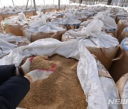 쌀값 안정 위해 정부양곡 6만톤 추가 공급