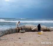 길이 17m 긴수염고래 새끼 사체 이스라엘 해변서 발견