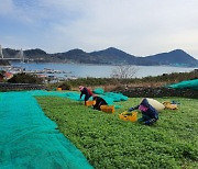 '봄 향기 품은' 여수 거문도 해풍쑥 출하 시작