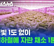 [스브스뉴스] 하다 하다 지하철역에 농사짓는 한국 (ft.상도역)