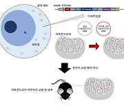 동물 실험에서 미토콘드리아 유전자 편집 성공..세계 최초