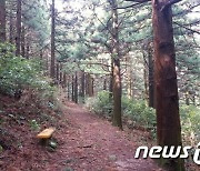 전남도, 2월 명품숲에 '고흥 나로도 편백숲' 선정