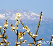 '봄인지 겨울인지, 매화와 눈쌓인 한라산'