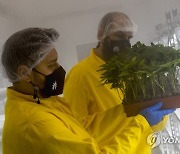 NORTH MACEDONIA PHOTO SET PRODUCTION OF CANNABIS