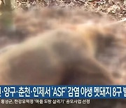 화천·양구·춘천·인제서 'ASF' 감염 야생 멧돼지 8구 발견