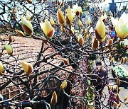 [포토] 2월 날씨 맞아?.. 곳곳서 최고기온 기록 경신