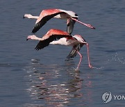 Cyprus Flamingos Salt Lake Lead