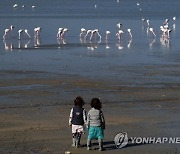 Cyprus Flamingos Salt Lake Lead