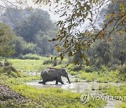 India Wildlife