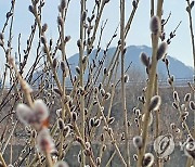 "벌써 봄인가?" 강원 내륙 기상관측 이래 2월 최고기온 기록