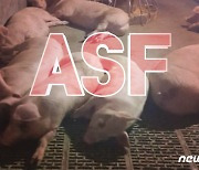 화천‧양구‧인제서 ASF 감염 멧돼지 8마리 발견