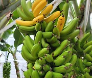 전남산 바나나 매월 2톤씩 군장병 급식 납품