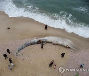 '타르 오염' 해변에 죽은 채 밀려온 17m 긴수염고래..폐에는 새카만 액체
