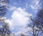 [포토친구] 나무 그리고 구름