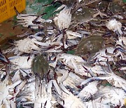 충남도, 어업 총생산액 전년 대비 198억 원 증가