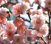 '제주시 낮 기온 23.5도, 꽃피운 분홍매'