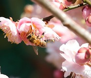 '분홍매 향기에 취한 꿀벌'