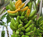 전남농협, 국내산 바나나 군(軍) 급식으로 공급