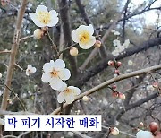 [김민철의 꽃이야기] 서울에도 아득한 매화향, 매화에 관한 알쓸신잡 4가지