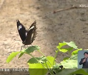'길 잃은 나비: 남방오색나비' 국내 증식 성공