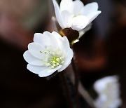 노루귀꽃이 전하는 남녘의 봄소식