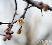 '포근한 날씨'..전북 봄꽃 개화 시기 1∼7일 빨라져