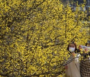 [포토] 봄의 전령사인 노란 산수유 꽃이 만발.. 구례 산동 꽃 군락지