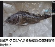 日후쿠시마서 잡은 어류서 기준치 5배 달하는 세슘 검출