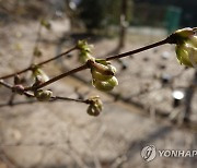 홍릉에 길마가지 나무꽃 개화