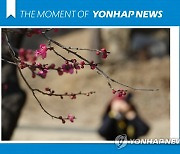 [모멘트] 서울에 핀 홍매화
