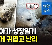 아기 토닥토닥 돌보는 엄마 참물범..서울대공원 영상 공개