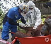 INDONESIA ANIMALS ORANGUTAN