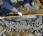 제주 한림읍서 해양보호생물종 상괭이 사체 발견