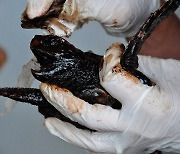 마요네즈의 놀라운 효능?..기름 뒤집어쓴 거북이들 건강 회복