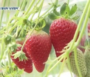 코로나19 위기속 대기업-딸기농 상생협약