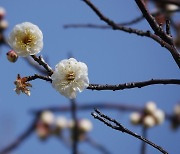 국립공원 봄꽃 개화 시작..3월 중순부터 전국서 감상 가능