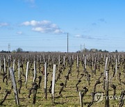 FRANCE BORDEAUX WINE