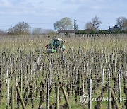 FRANCE BORDEAUX WINE