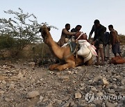 YEMEN CONFLICT ANIMALS TRANSFPORT PHOTO SET