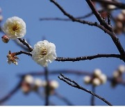 국립공원 봄꽃 지난달부터 개화..3월 중순부터 전국서 감상 가능